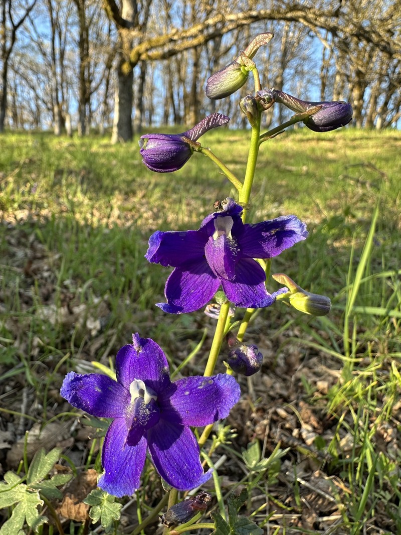 Delphinium decorum subsp. tracyi