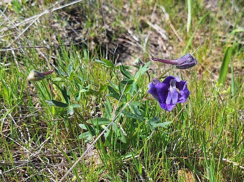 Delphinium decorum subsp. tracyi photo 2