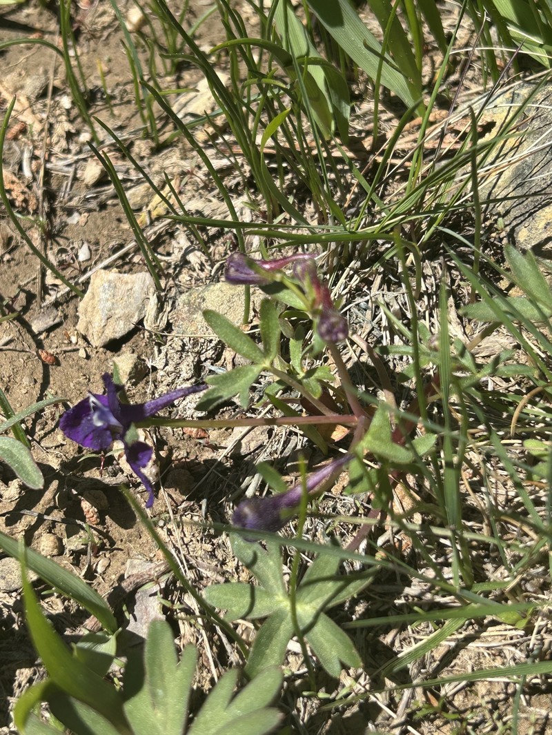 Delphinium decorum subsp. tracyi photo 3