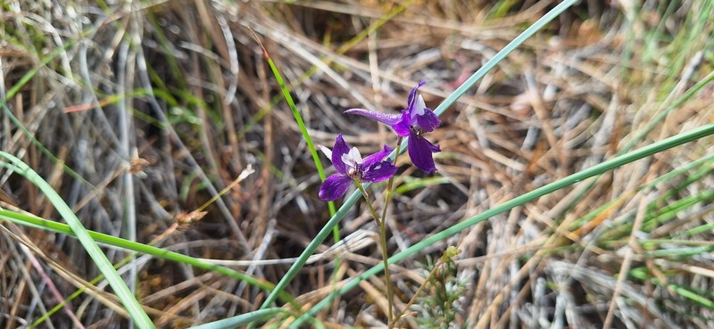 Delphinium decorum subsp. tracyi photo 4