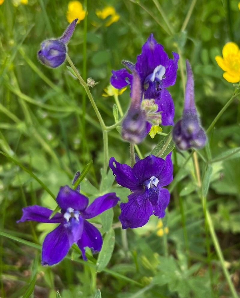 Delphinium decorum subsp. tracyi photo 5
