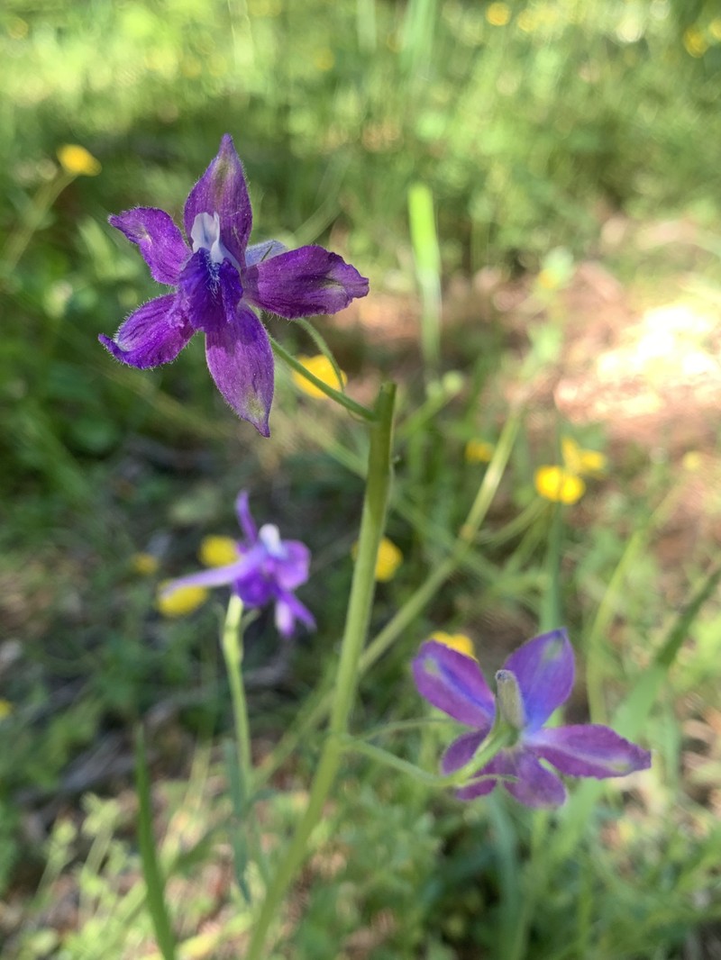 Delphinium decorum subsp. tracyi photo 6