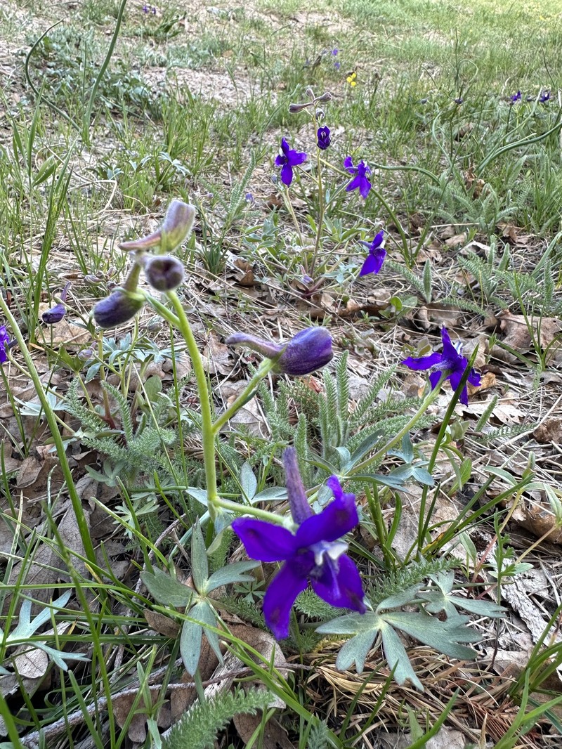 Delphinium decorum subsp. tracyi photo 7