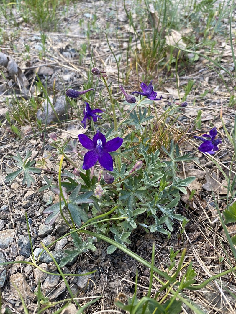 Delphinium decorum subsp. tracyi photo 8