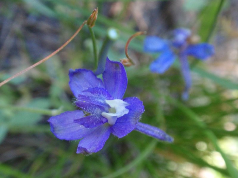 Slim Larkspur