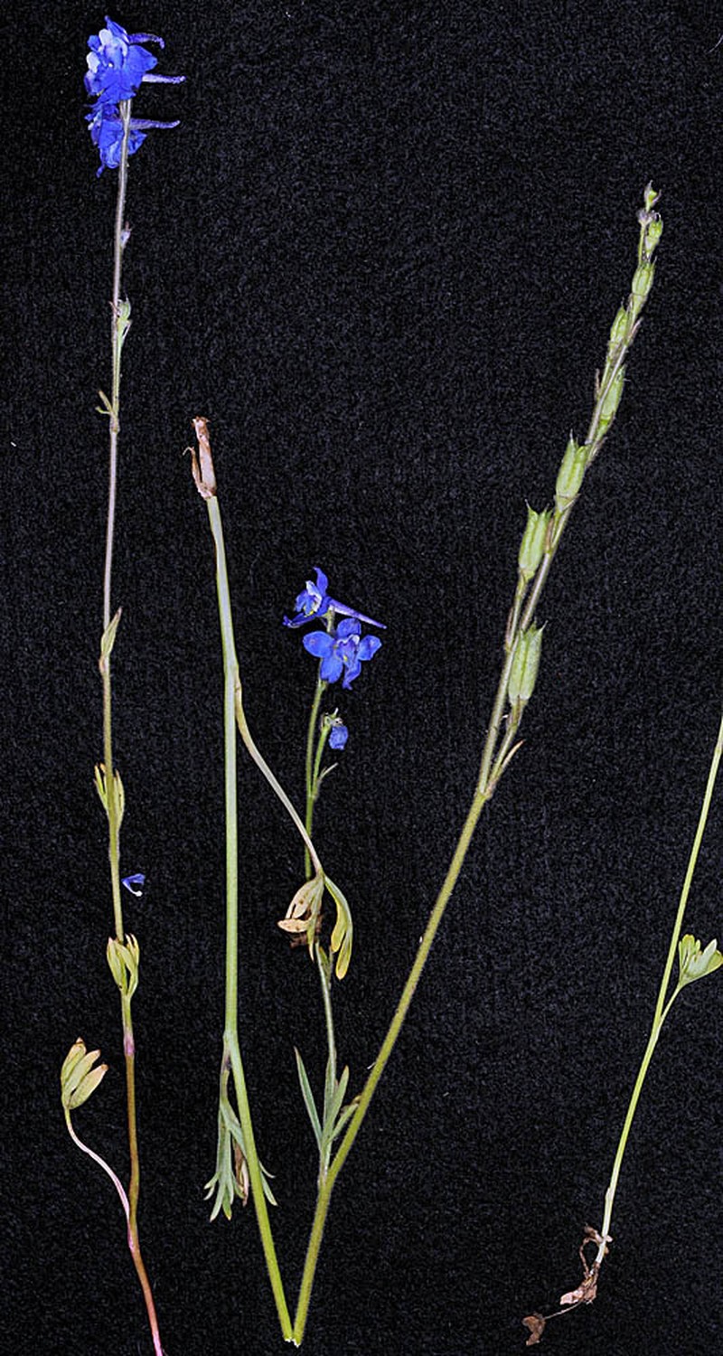 Slim Larkspur
