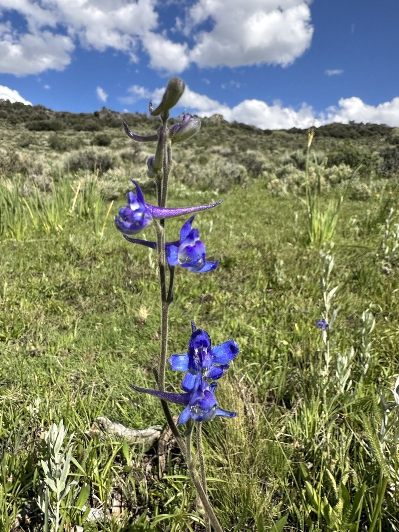 Slim Larkspur photo 2