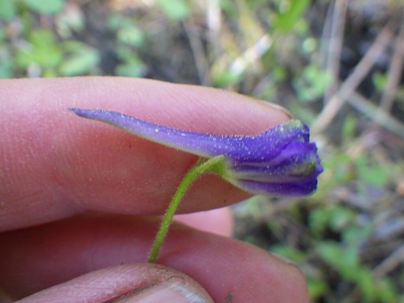 Slim Larkspur photo 3