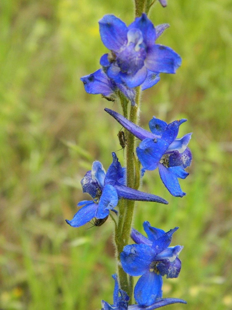 Slim Larkspur photo 4