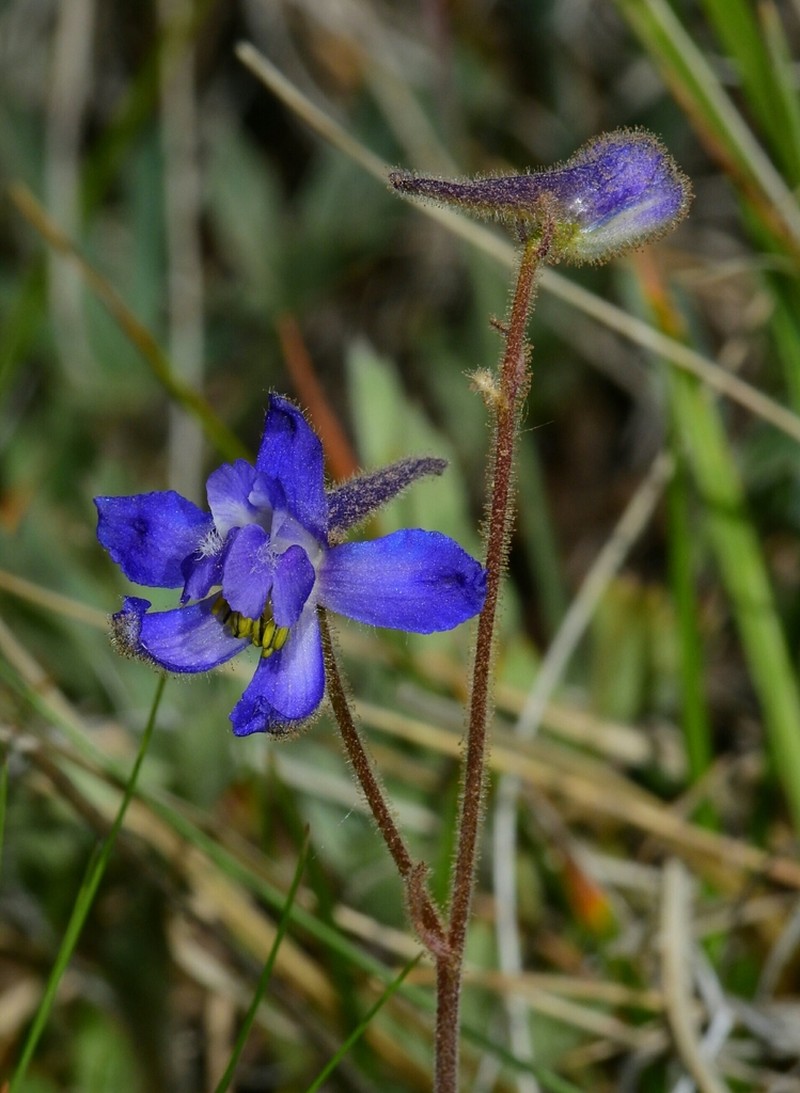 Slim Larkspur photo 5