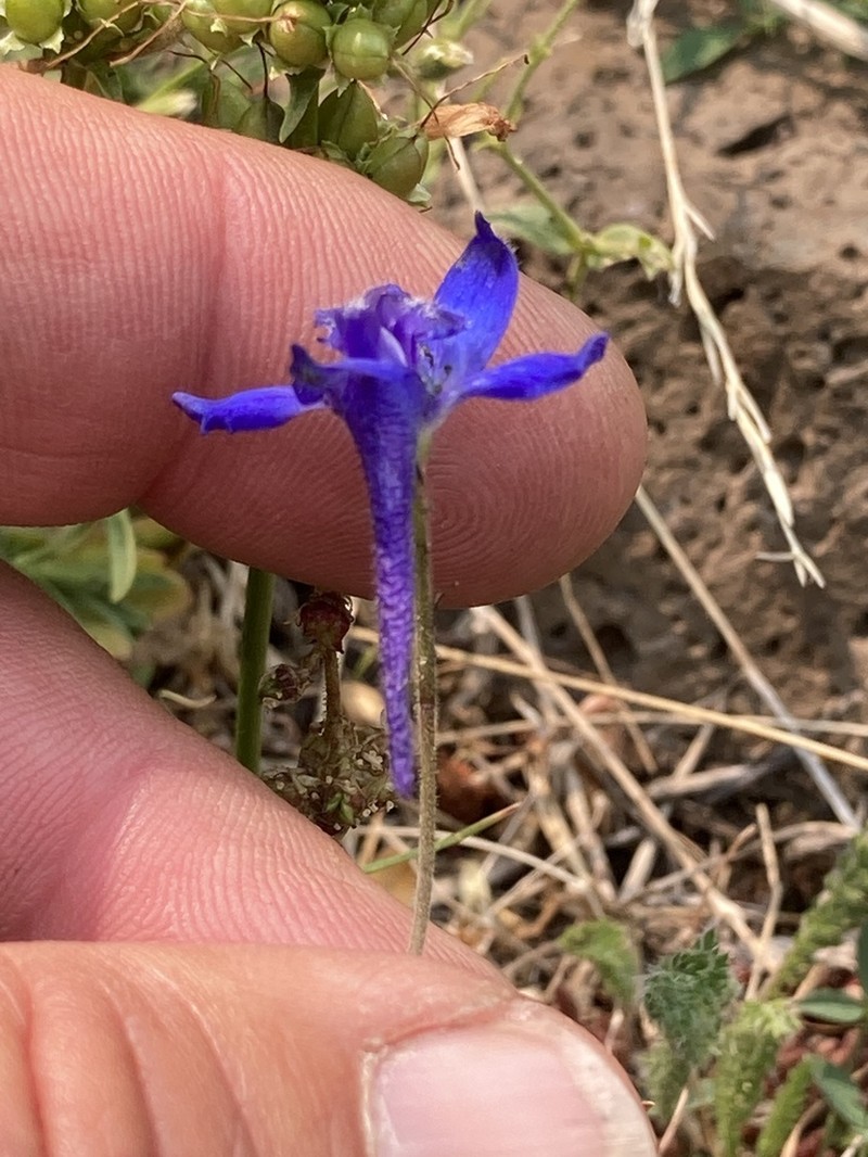 Slim Larkspur photo 6