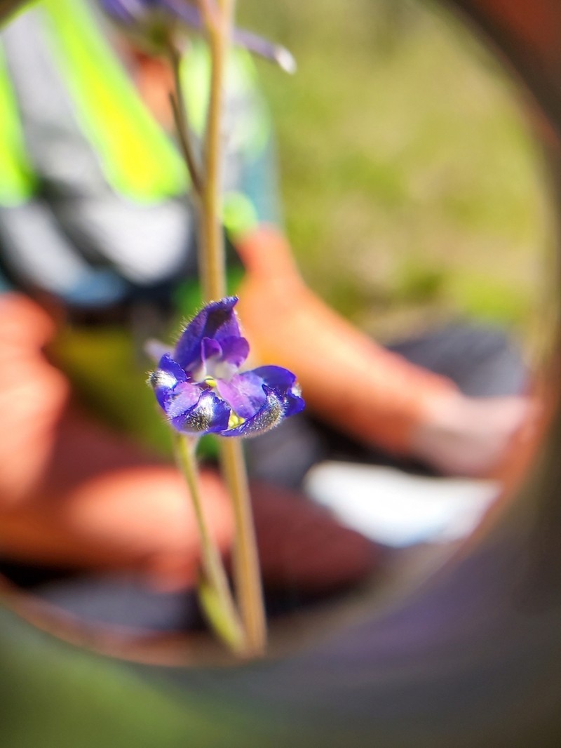 Slim Larkspur photo 7