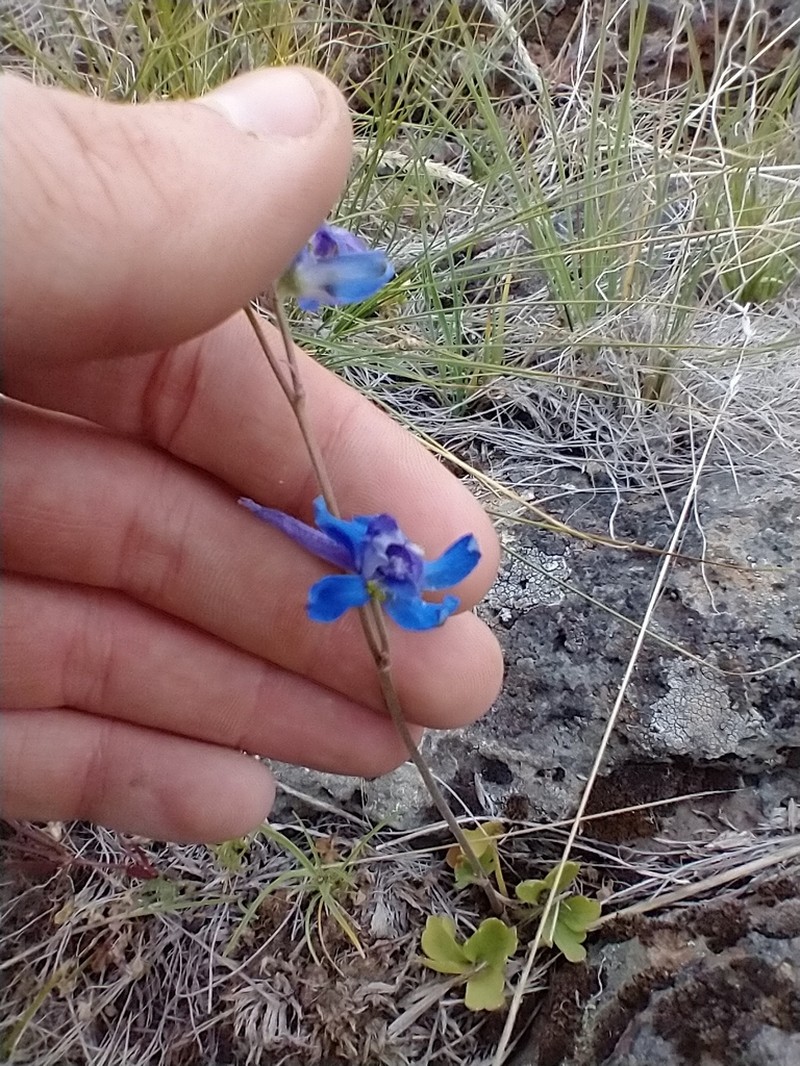 Slim Larkspur photo 8