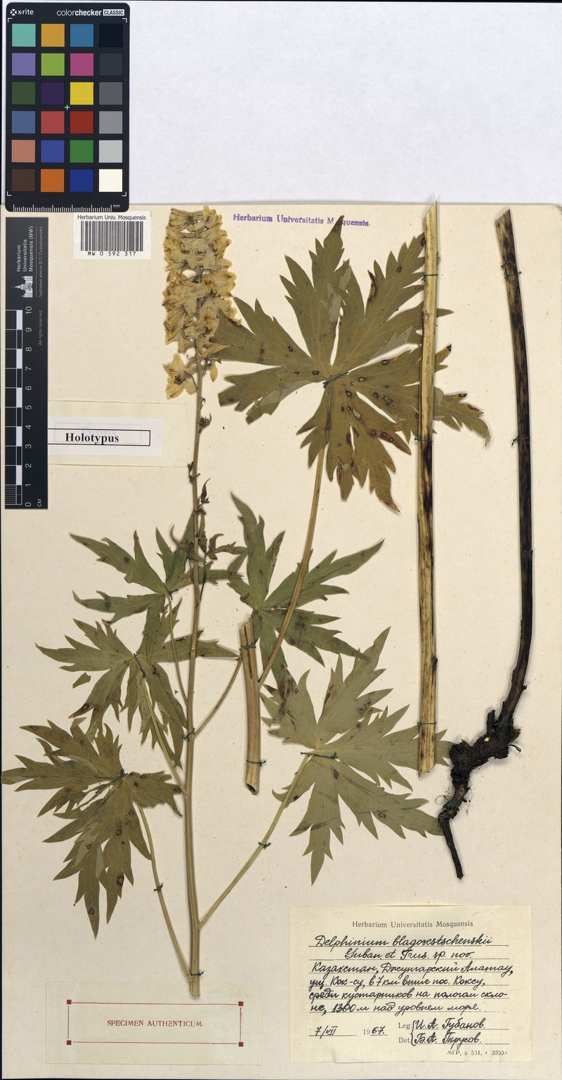Delphinium dictyocarpum subsp. dictyocarpum