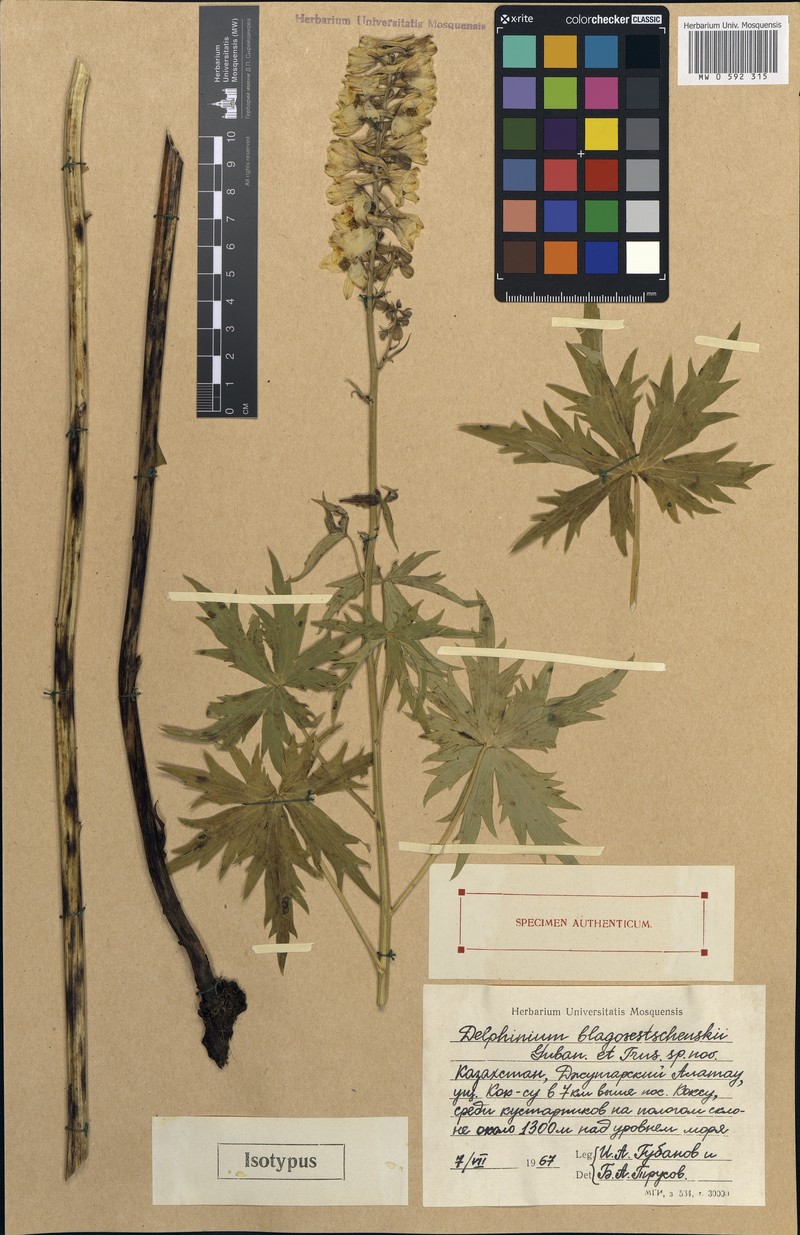 Delphinium dictyocarpum subsp. dictyocarpum photo 2