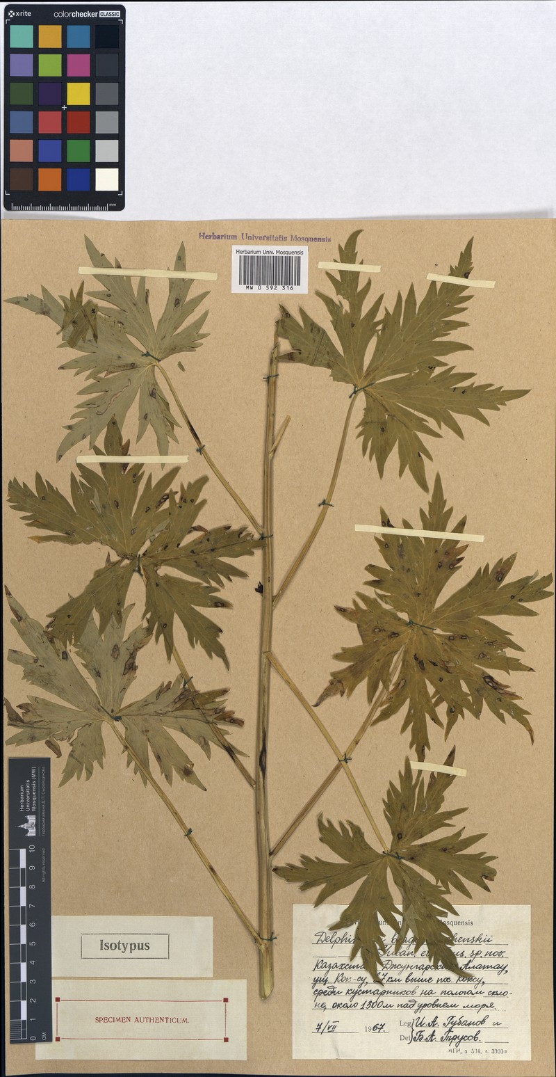 Delphinium dictyocarpum subsp. dictyocarpum photo 3