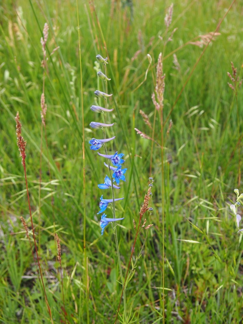 Twospike Larkspur
