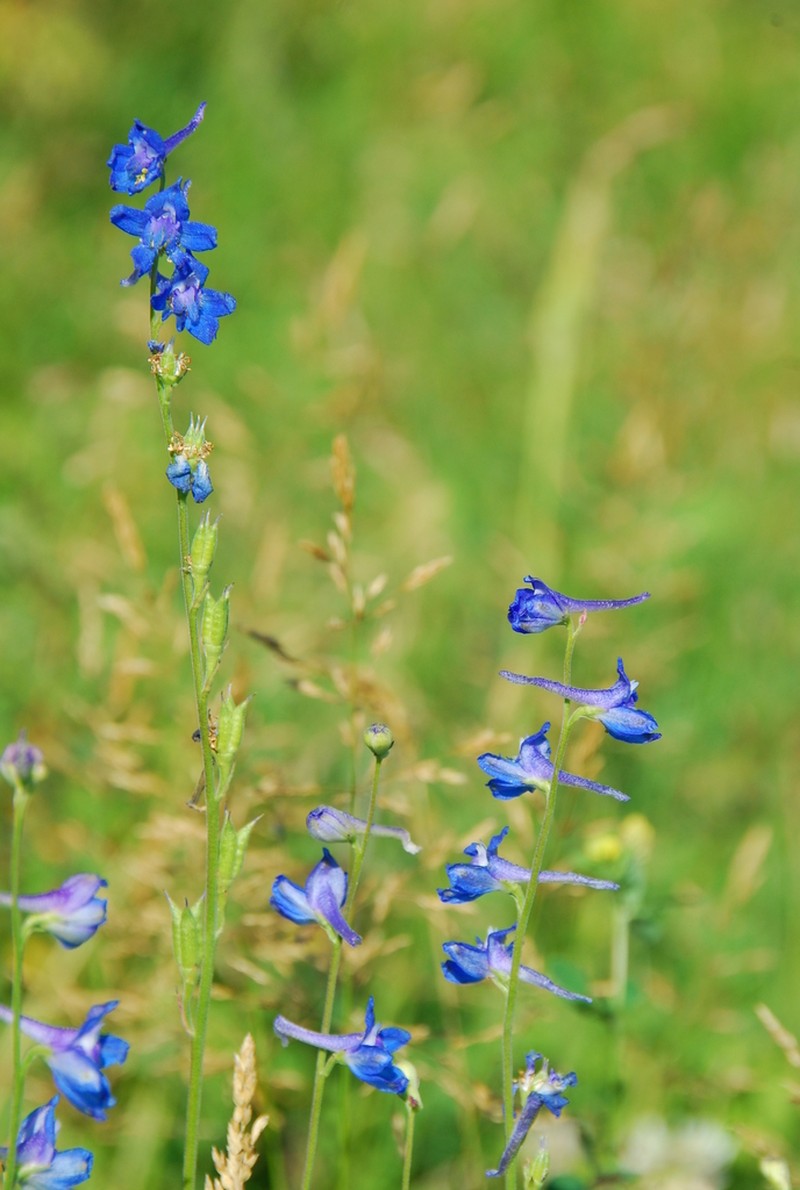Twospike Larkspur photo 2