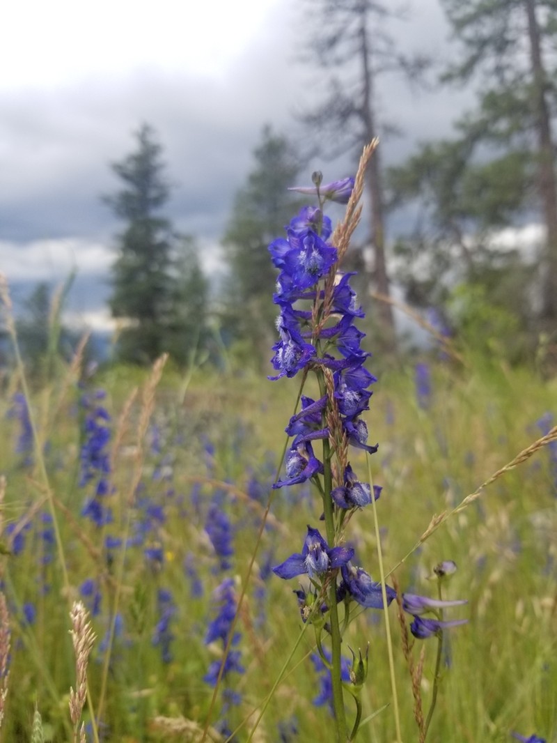 Twospike Larkspur photo 5