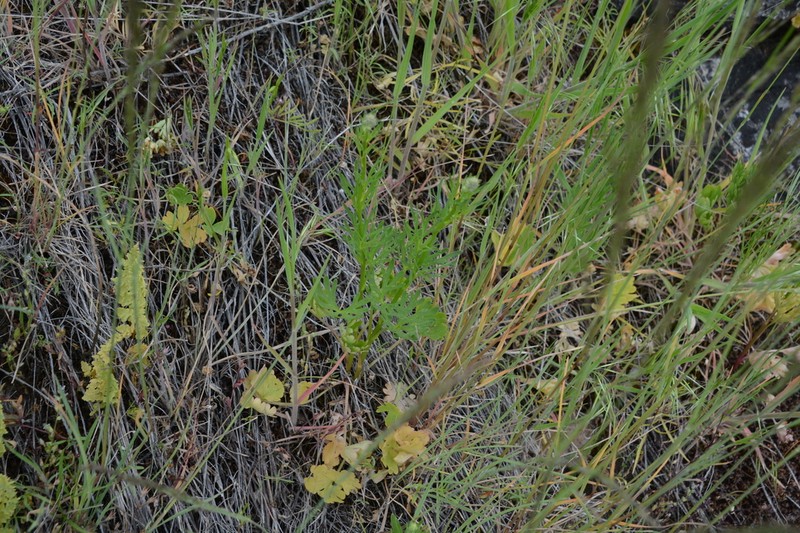 Larkspur photo 3