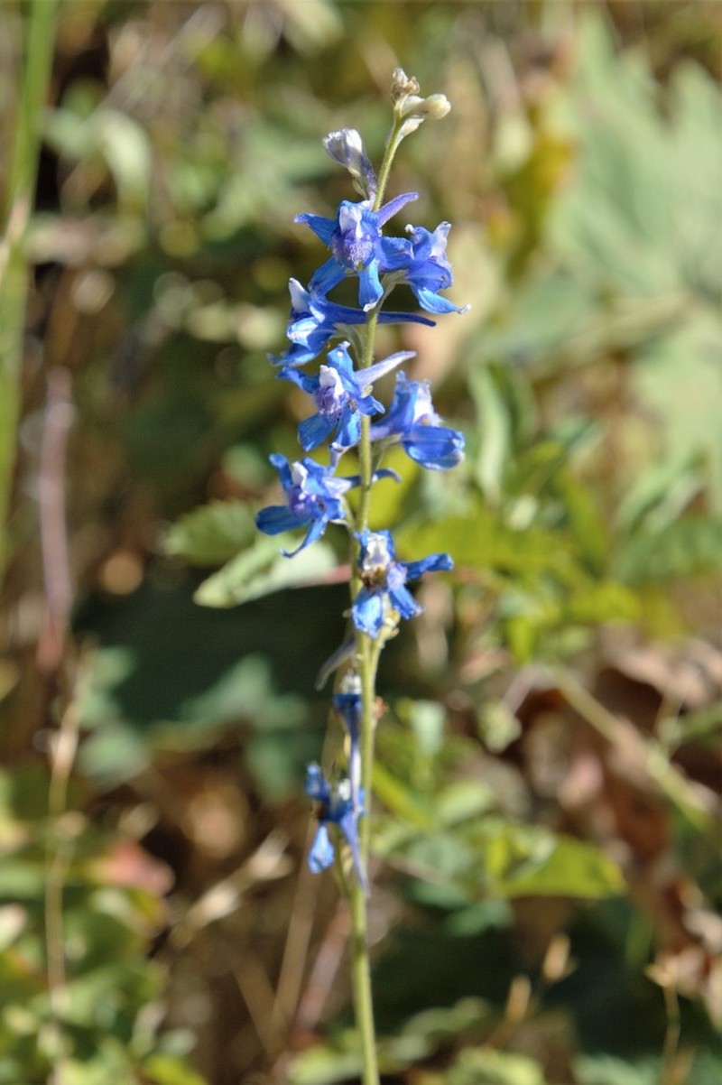 Larkspur photo 4