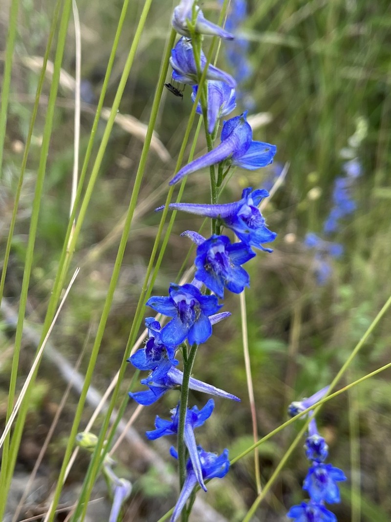Larkspur photo 6