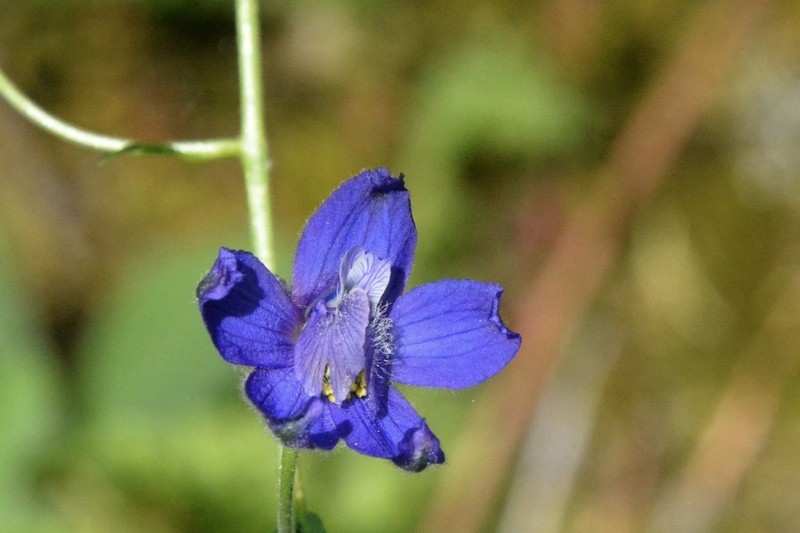 Larkspur photo 7