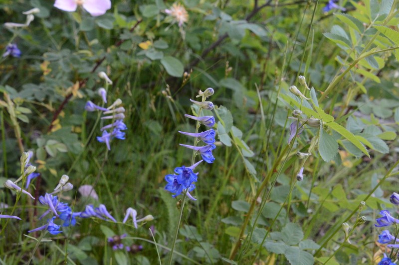 Larkspur photo 8