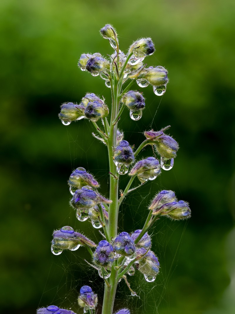 Candle Larkspur photo 2