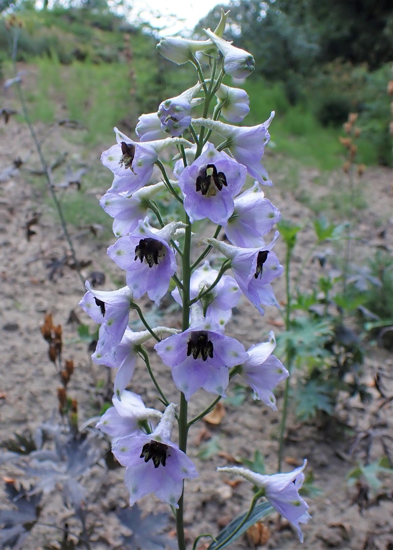 Candle Larkspur photo 4