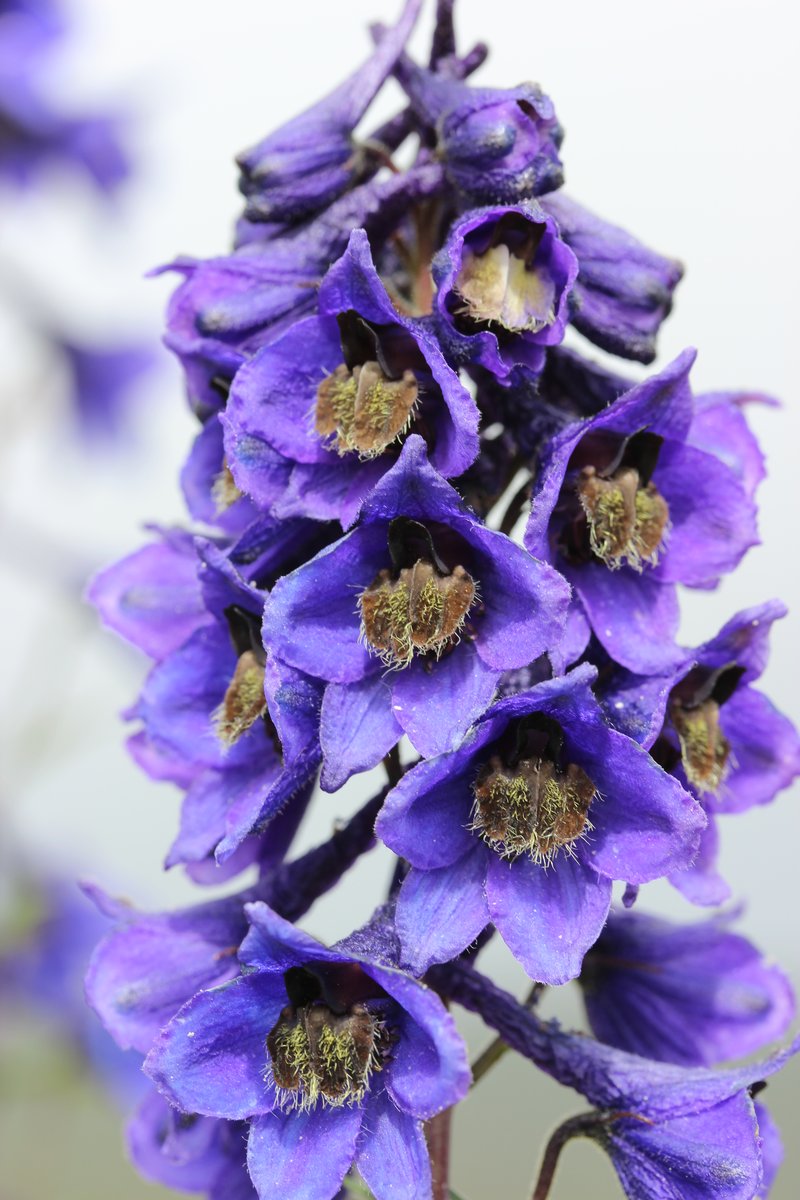 Candle Larkspur