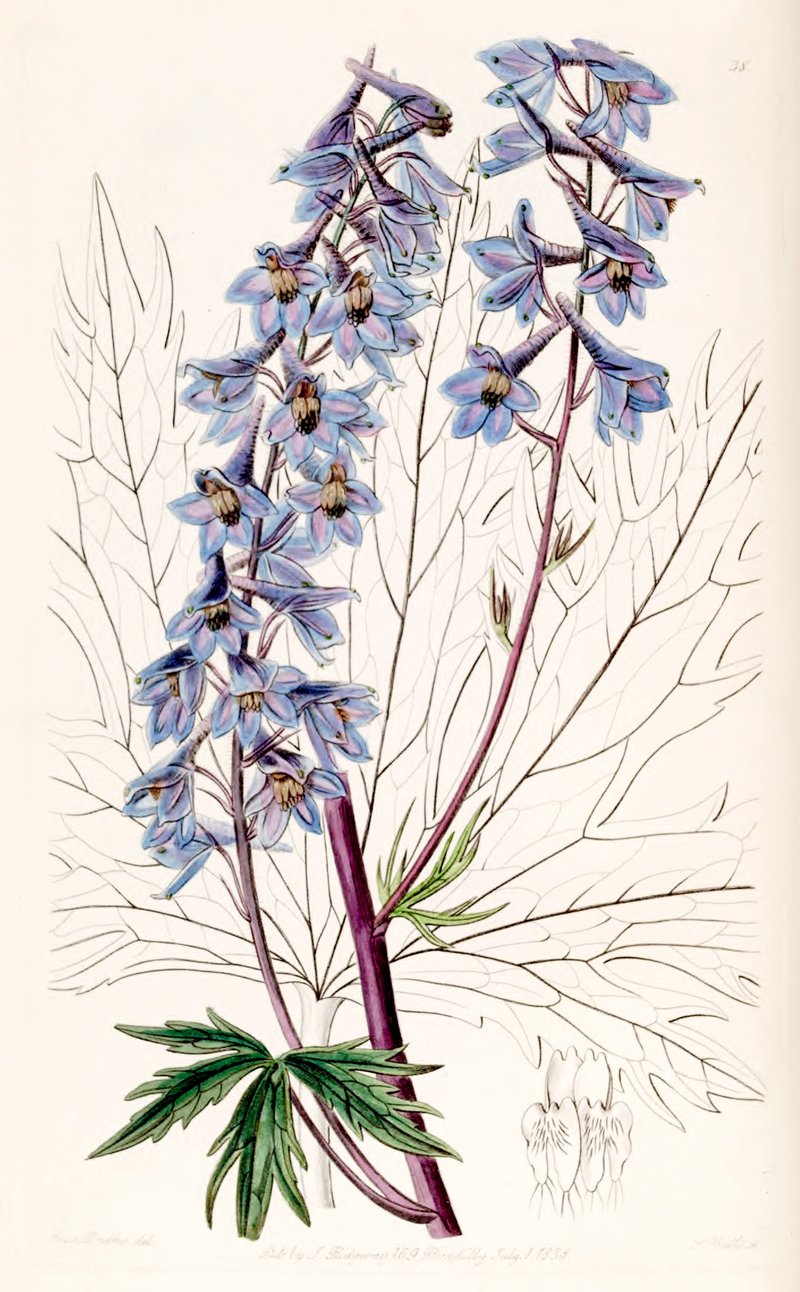 Candle Larkspur photo 6