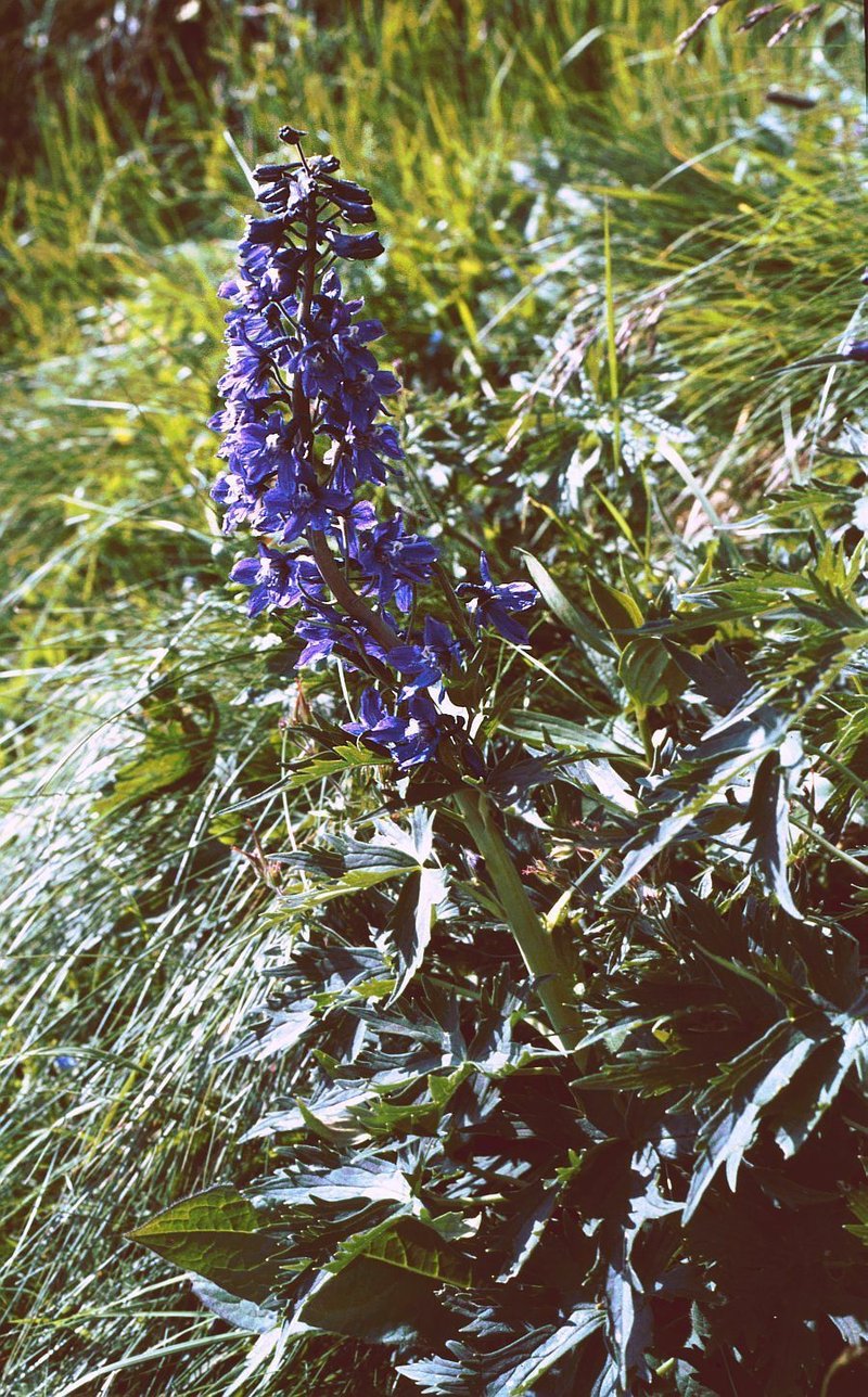 Candle Larkspur photo 7