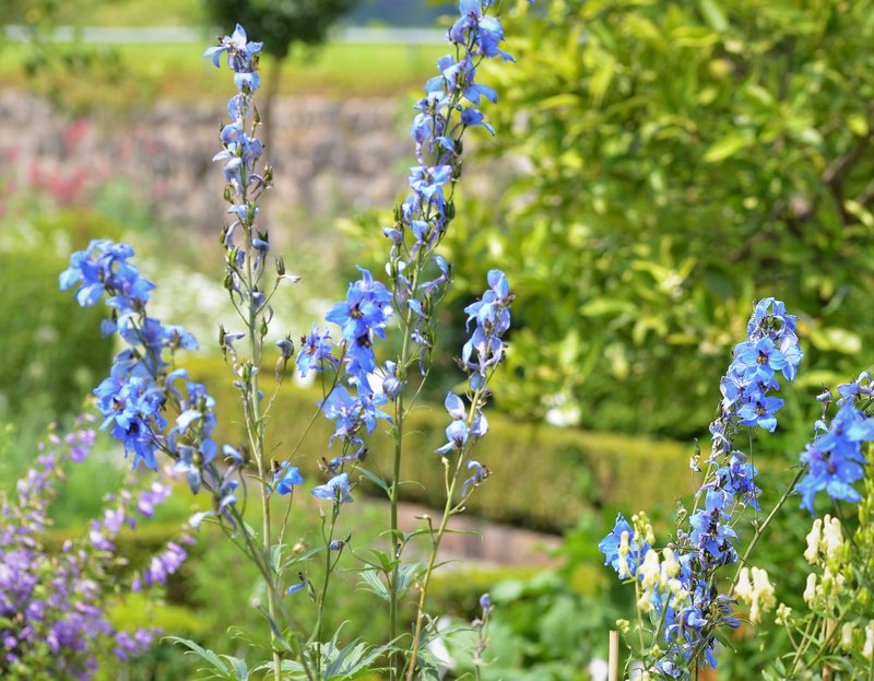 Candle Larkspur photo 8