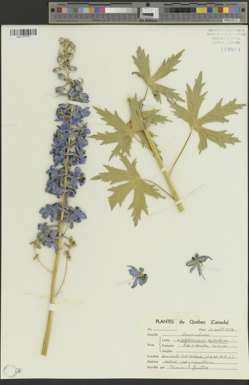 Delphinium elatum subsp. elatum
