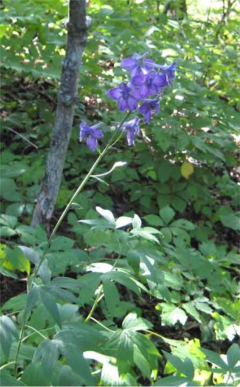 Tall Larkspur