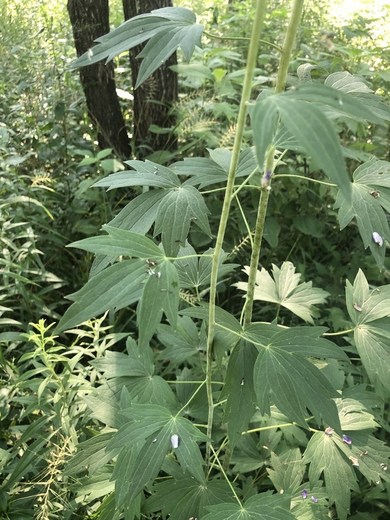 Tall Larkspur