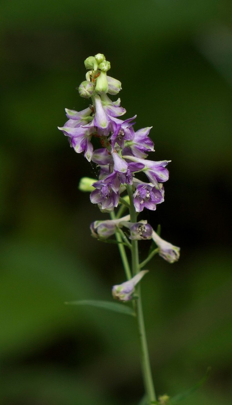 Tall Larkspur photo 2
