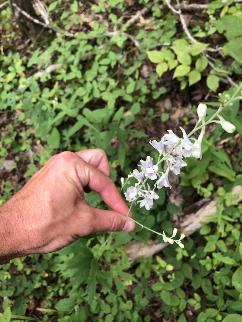 Tall Larkspur photo 3