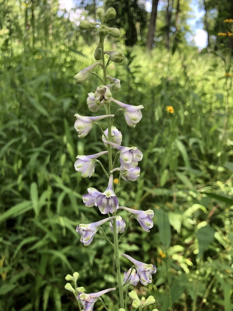 Tall Larkspur photo 4