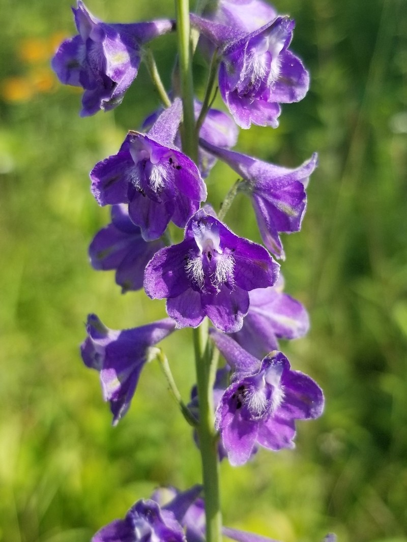 Tall Larkspur photo 5