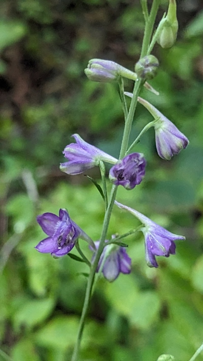 Tall Larkspur photo 6