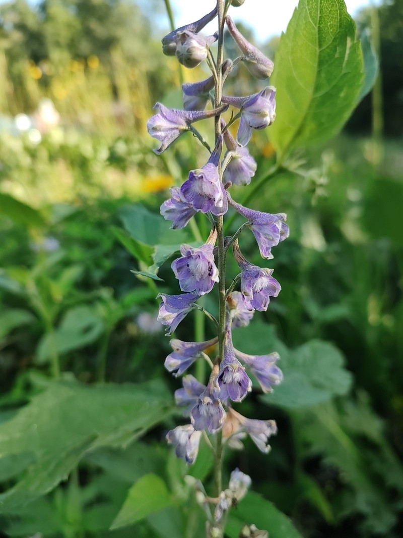 Tall Larkspur photo 7