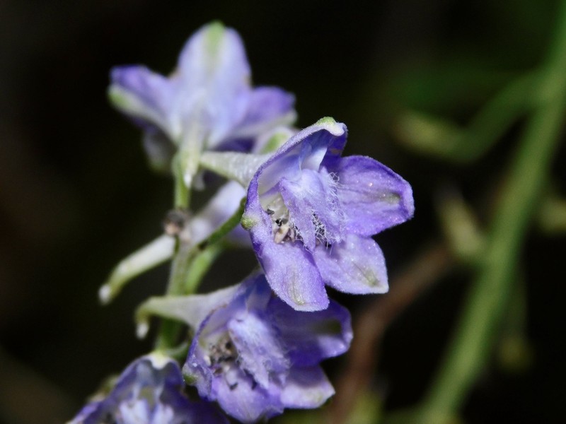 Tall Larkspur photo 8