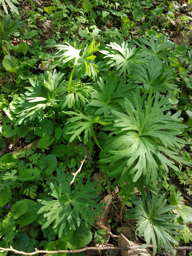 Delphinium fissum subsp. fissum