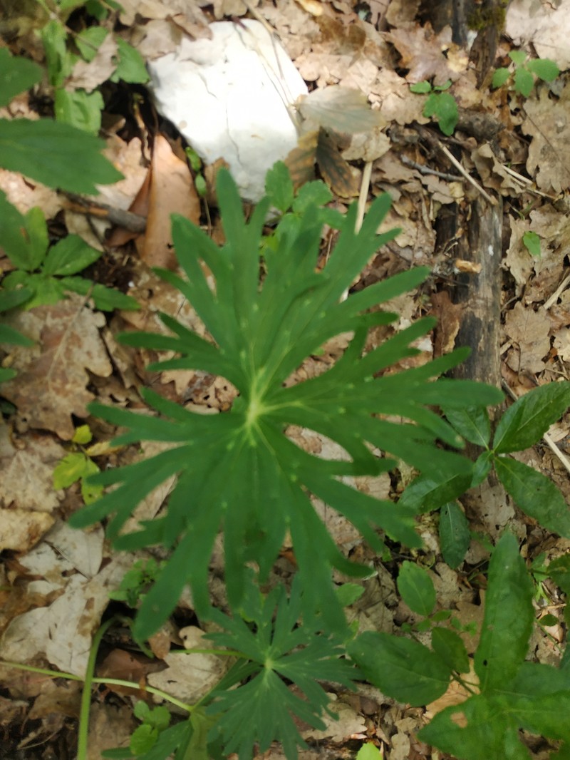 Delphinium fissum subsp. fissum photo 2