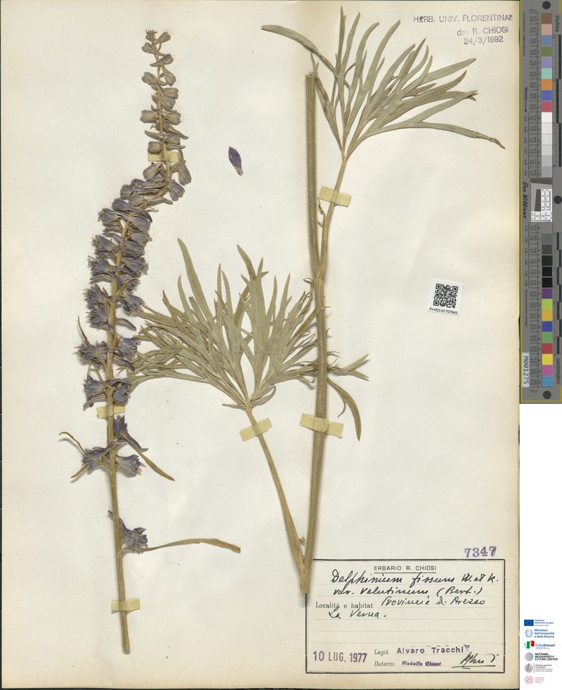 Delphinium fissum subsp. fissum photo 3