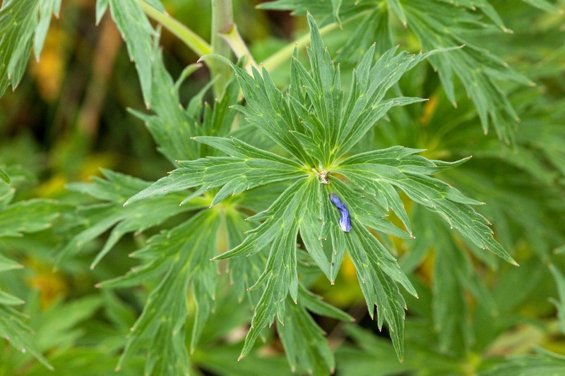 Clark Valley Larkspur