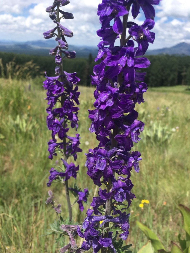 Clark Valley Larkspur