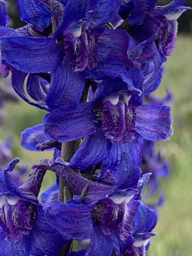 Clark Valley Larkspur photo 2
